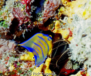 Juvenile Queen Angelfish.... relatively rare and not ofte... by Rick Tegeler 